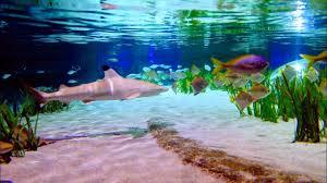 Sealife