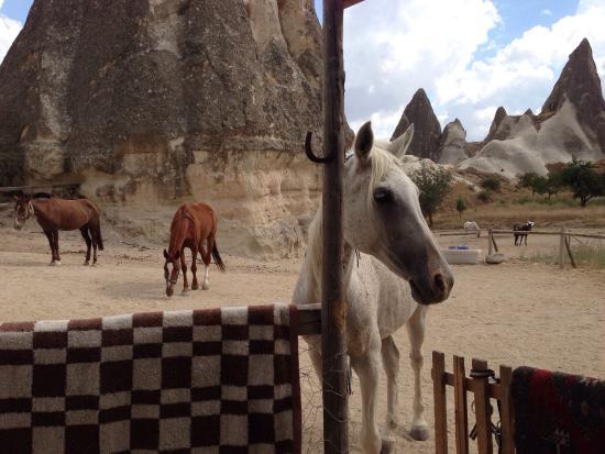Lucky Horse Ranch