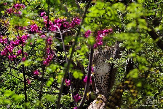 Zoo Tiflis