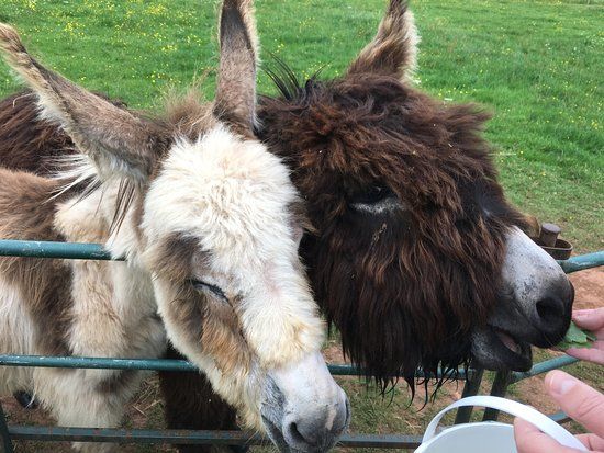 Alpaca Park Farm