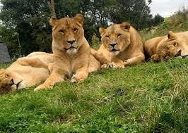 Five Sisters Zoo