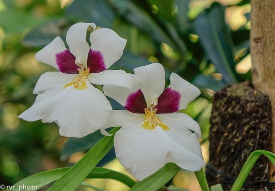 APROVACA The Orchid Center