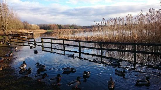 McMahon/Clare Lake Park