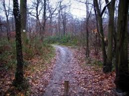 Meudon Forest
