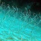 Eel Garden