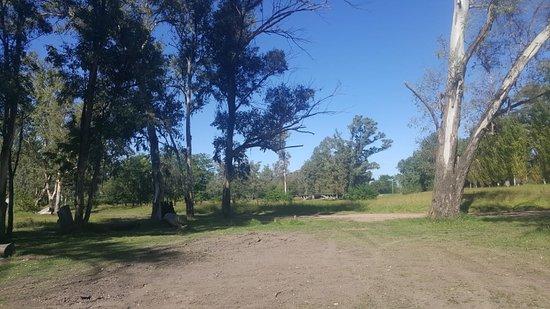 Ezeiza forests