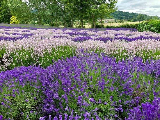 Purple Haze Organic Lavender Farm