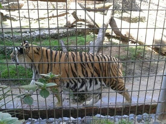 Sorocaba's Zoo