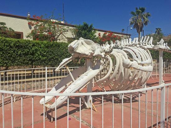 Museo de Historia Natural de Cabo San Lucas