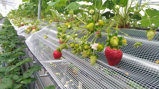 Tosu Berry Forest