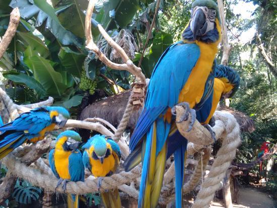 Parque das Aves