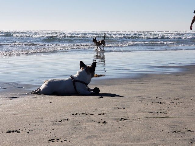 Del Mar North Beach