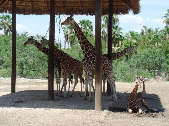 Gladys Porter Zoo