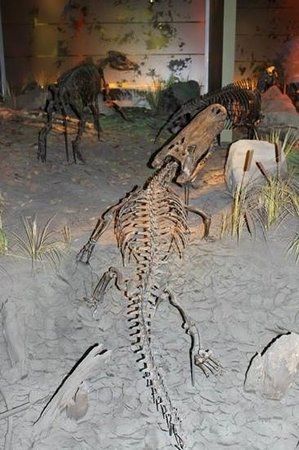 Gray Fossil Site