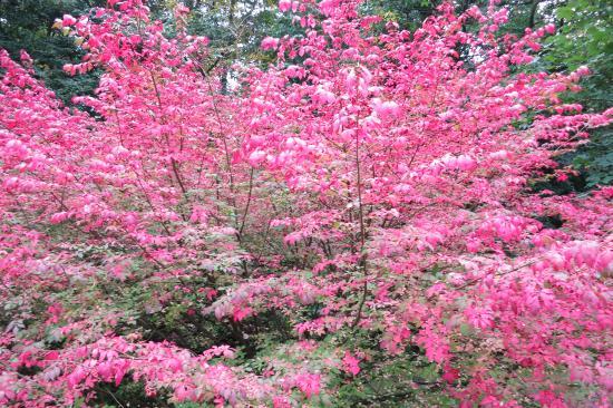 Sarvar Arboretum