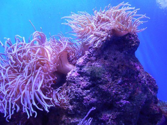 Acuario de Sídney