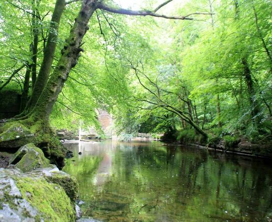Plym Bridge Woods