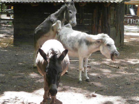 Kobelt Zoo