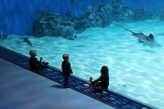National Aquarium Denmark