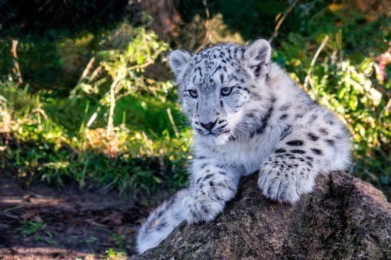 Zoo an der Bucht von Arcachon