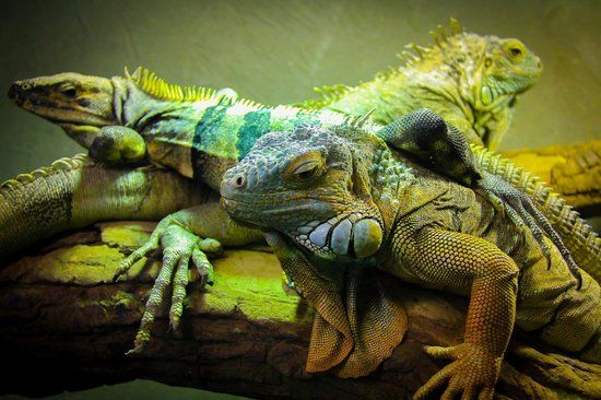 Reptilia Vaughan