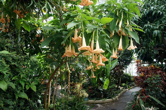 Centennial Botanical Conservatory