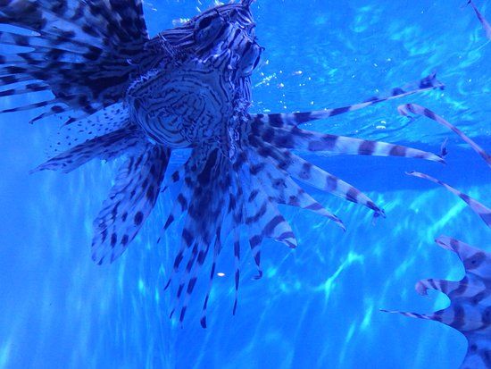 Acuario de Niágara