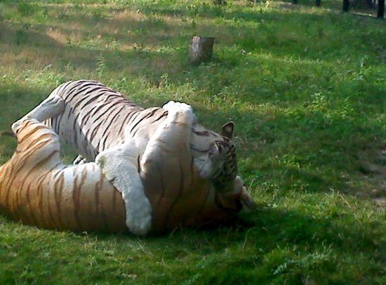 Dakota Zoo