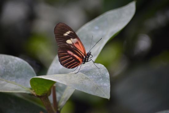 Butterfly Pavilion and Insect Center
