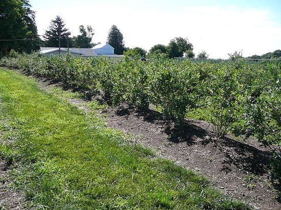 Milburn Orchards