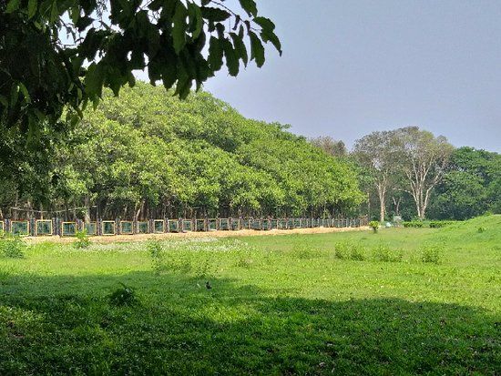 Acharya Jagadish Chandra Bose Indian Botanic Garden