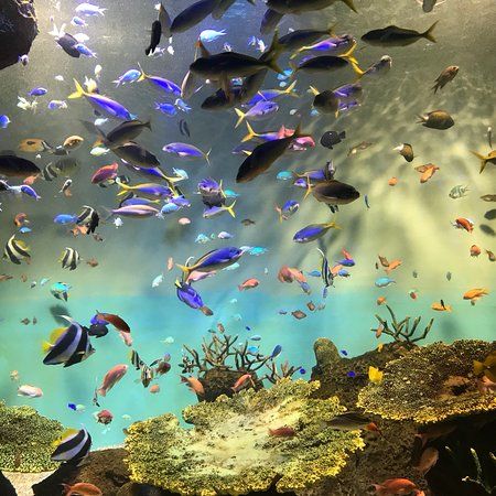 Miyajima Public Aquarium