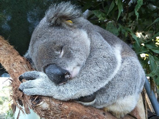 Koala Hospital