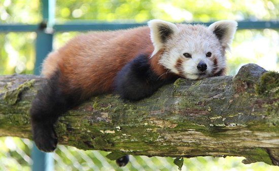 Zoo de Linz