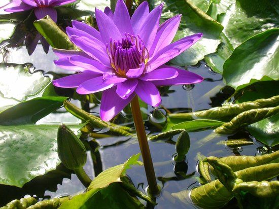 Oude botanische tuin van Göttingen