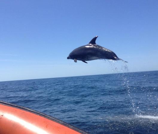 Wildwatch Algarve