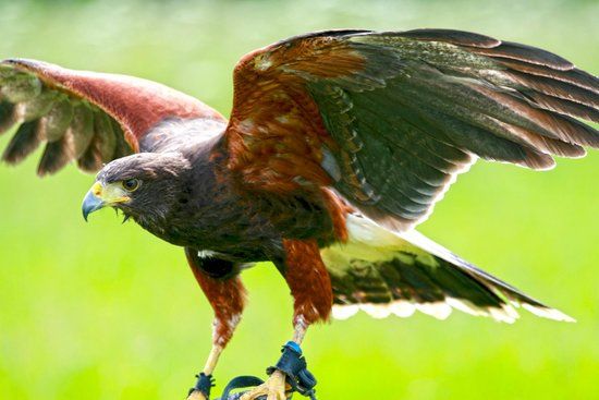 Birds of Prey Centre