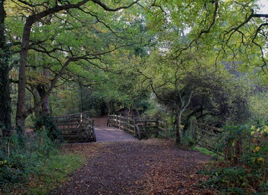 Ashdown Forest