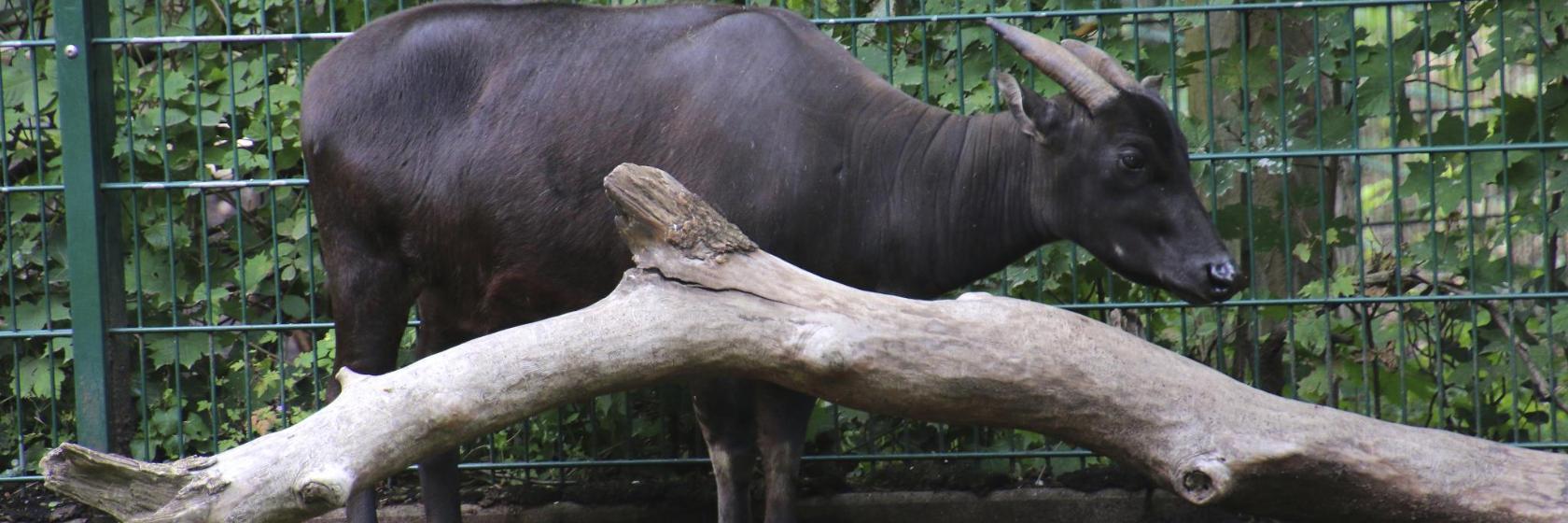 Kebun Binatang Ragunan