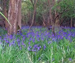 Brampton Wood