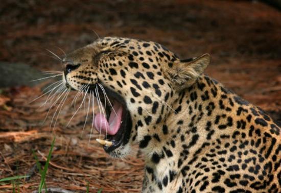 Big Cat Rescue