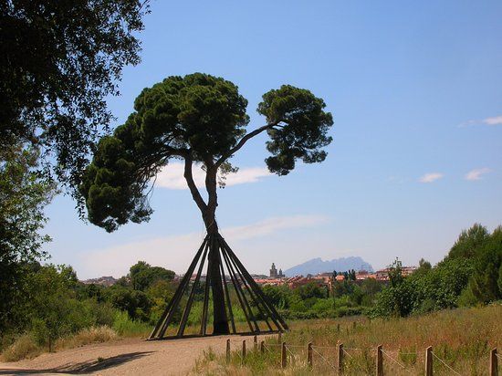 El Pi d'en Xandri